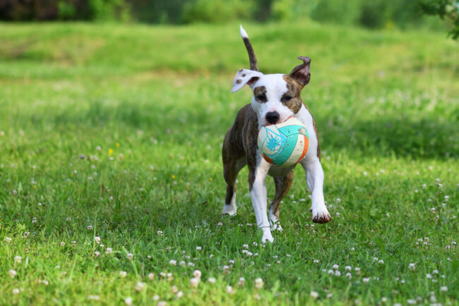 American staffordshire terrier or amstaff or stafford. Portrait