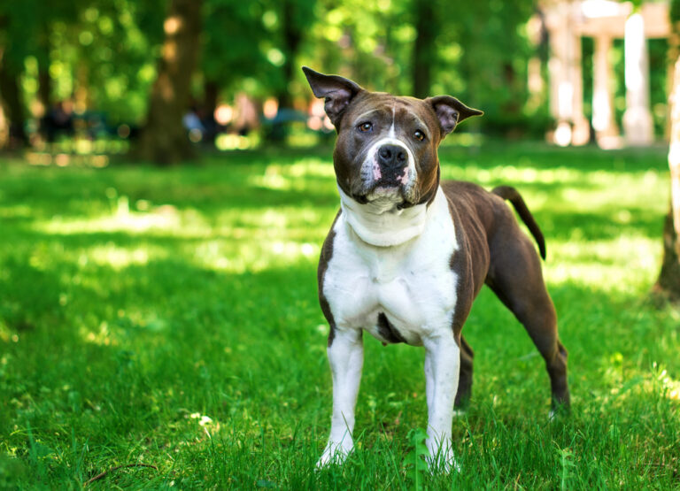 American Staffordshire terrier stands on a blurred park background. The dog looks in front of him upset. The dog has a muscular body. Walk. The photo is blurred. High quality photo