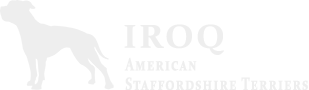 Iroq Amstaffs